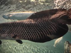 -上海海洋水族馆