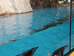 -帝企鹅自助餐厅•儿童岛•真企鹅(长隆企鹅酒店)