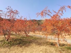 -国家植物园