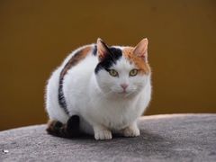 -西园寺