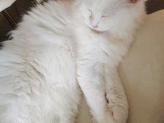 -飞行喵MR PILOT|猫舍·猫咖(静安大融城店)