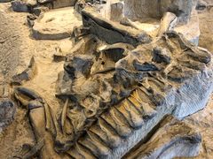 -自贡恐龙博物馆