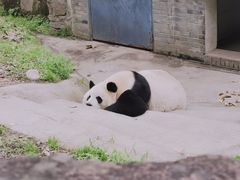 -都江堰中华大熊猫苑