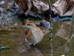 -光明小镇欢乐田园