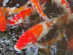 -观音桥步行街