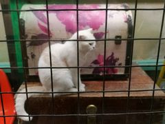 -猫咪博物馆(顶澳仔猫街店)