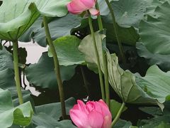 -石家庄市植物园