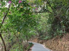 -羚羊峡古栈道森林公园
