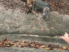 -清迈夜间动物园