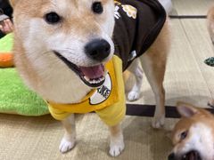 -逗柴咖啡屋·狗咖猫咖宠物桌游