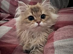 -柚子猫舍·精品猫舍购猫·猫咪认养·购宠·宠物店