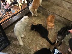 -more than meow吴止猫主题餐厅(承德 中船汇店)