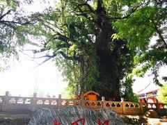 -大槐树寻根祭祖园