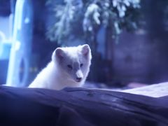 北极狐-上海海昌海洋公园