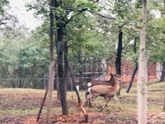 -秦皇岛野生动物园
