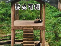 -中国大熊猫保护研究中心雅安碧峰峡基地
