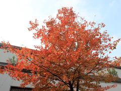 -江宁织造博物馆