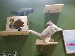 -猫亿天猫咖