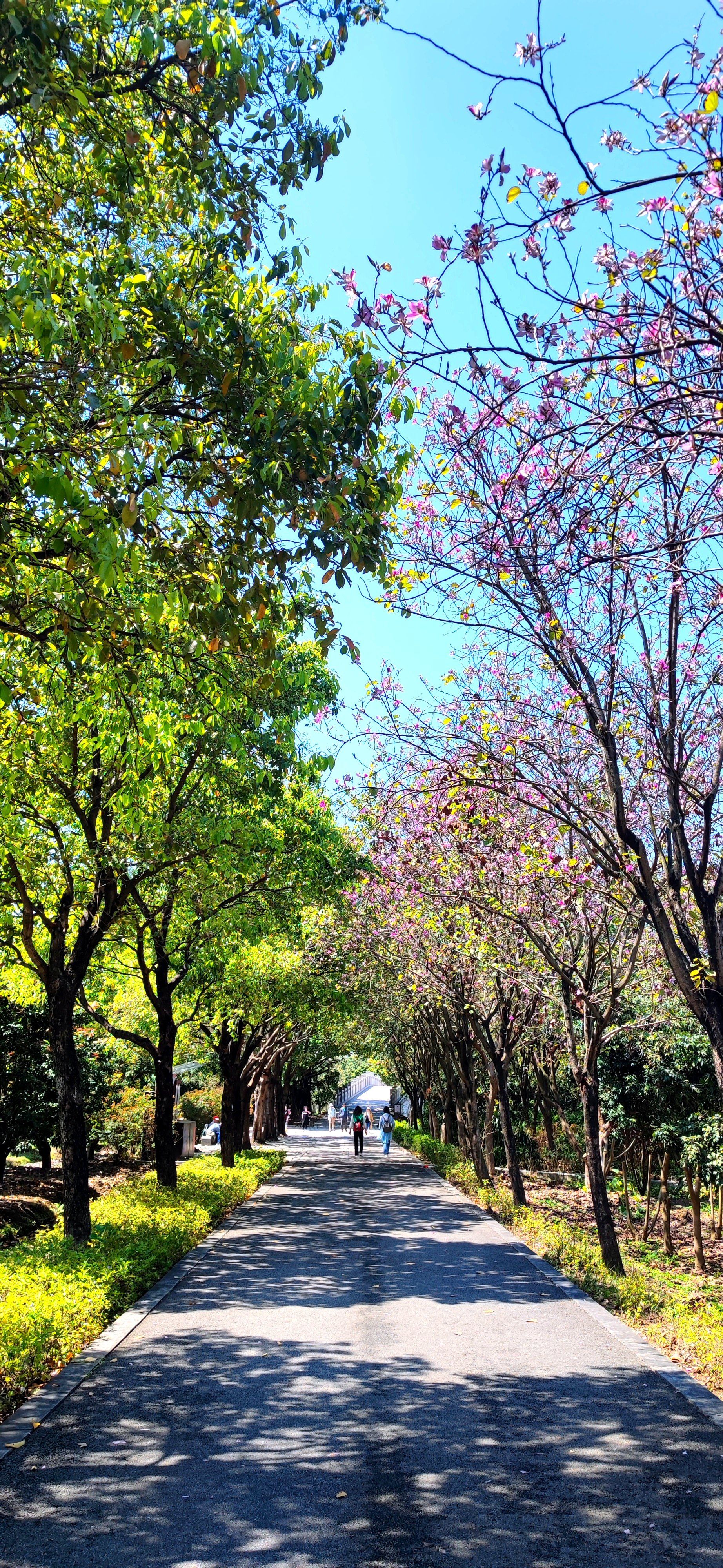 广州海珠国家湿地公园 看樱花
