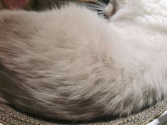 -喵喵咪呀布偶猫咖(春熙路店)