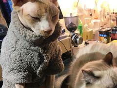 -猫色咖啡·猫咖
