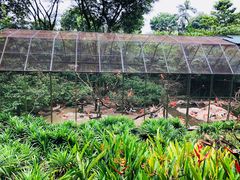 -新加坡飞禽公园