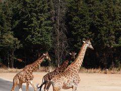 -云南野生动物园