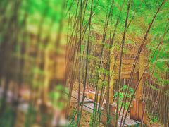 -穹窿山景区