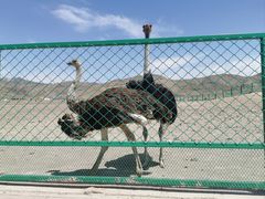 -新疆天山野生动物园