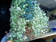 -双季花艺园艺市场(浦东店)