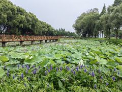 -洪湖生态旅游区