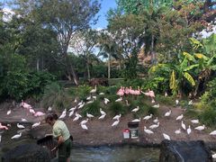 -奥兰多迪士尼动物王国乐园