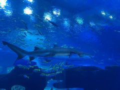 -成都浩海立方海洋公园