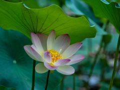 -木塔寺遗址生态公园