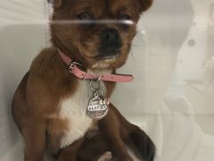 -瑞派·关忠动物医院·异宠专科·犬猫肿瘤·皮肤专科(望京店)