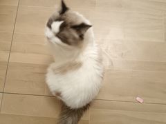 -唐小姐の私宠·宠物洗护美容·撸猫馆·购宠(周浦万达旗舰店)