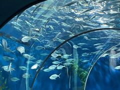 -上海海洋水族馆