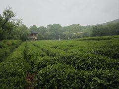 -中国茶叶博物馆(双峰馆区)