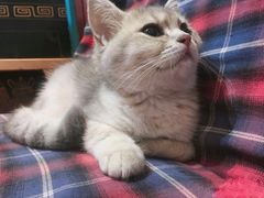 -海边的猫和咖啡馆