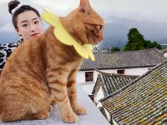 -喵屿·大理花园猫咖