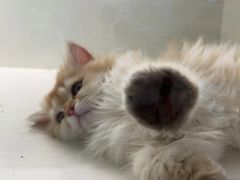 -小猫来了·猫咪专售(红山六九七九店)