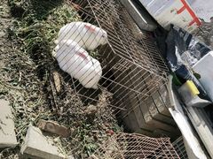 -大自然农场蔬菜草莓采摘园