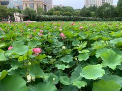 -黄兴公园