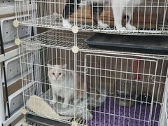 -米苏动物医院·犬猫专科·骨科外科内窥镜
