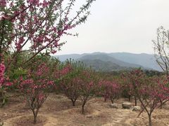 -鬼笑石后山停车场