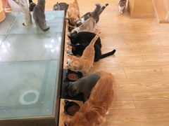 -萌喵咖啡屋(人民东路4号口M16商铺店)