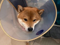 -美迦爱-牙专科·兔科·骨科诊疗中心(北苑店)