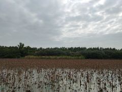 -大湾区中央湿地公园