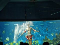 -海合安武汉极地海洋公园