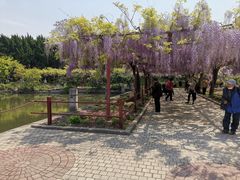 -嘉定紫藤园